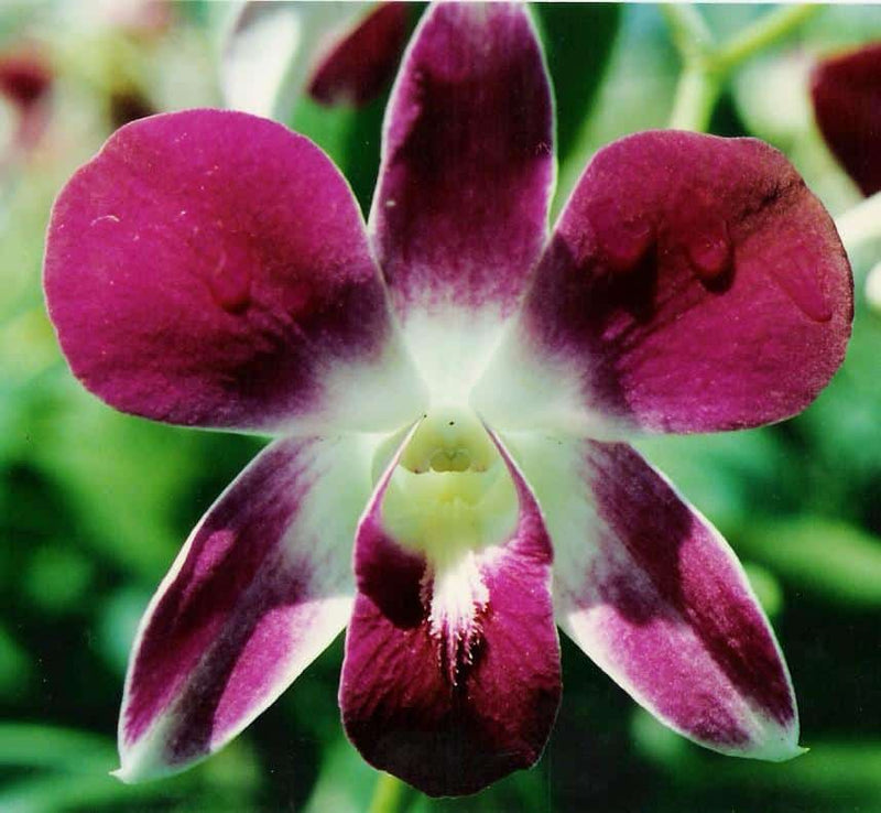 Schmetterlingsorchidee Orchidee Blumensamen zur Aussaat – robust Sorte – Traditionssorte & ohne Gentechnik Samen Hausgarten