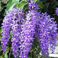 Lila Sandpaper Vine PETREA VOLUBILIS Blumensamen zur Aussaat – Landhaus Garten wichtig – Traditionssorte & ohne Gentechnik Samen Hausgarten