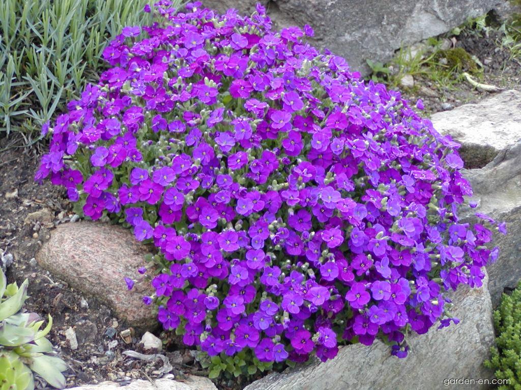 Lila-aubrieta-ground-cover-samen