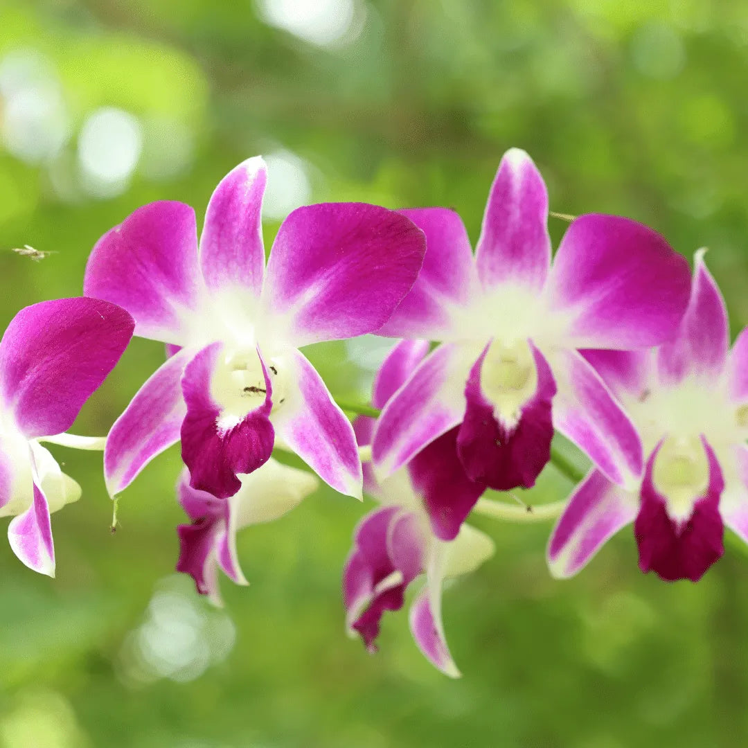 Grün Cattleya Blume Samen zur Aussaat leuchtend Blüten