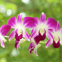 Grün Cattleya Blume Samen zur Aussaat leuchtend Blüten