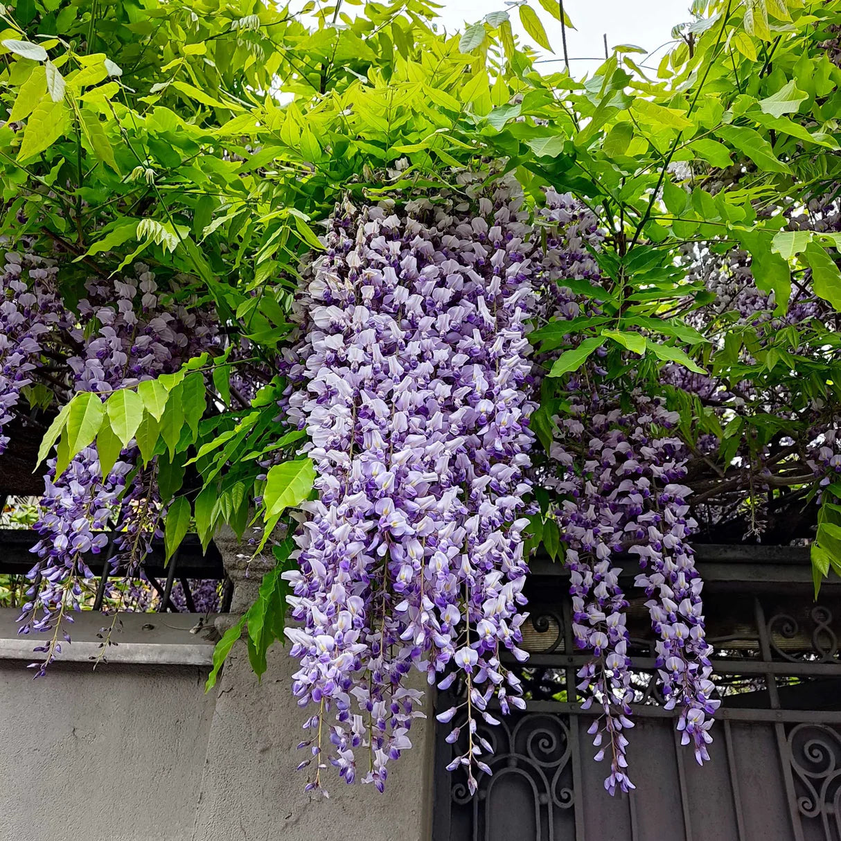 Blauregen Violett Blumensamen zur Aussaat Samen Beautifully Cascading Blüten Garten