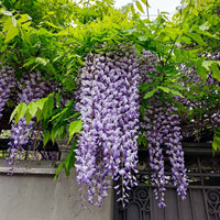 Blauregen Violett Blumensamen zur Aussaat Samen Beautifully Cascading Blüten Garten