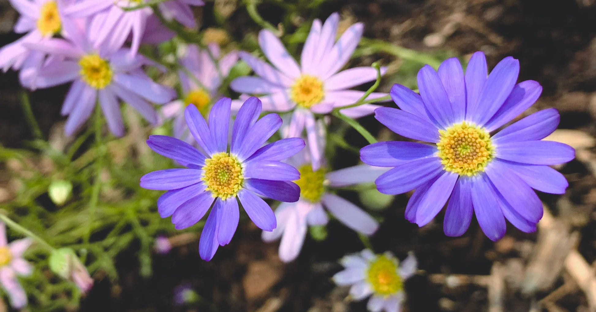 Traditionssorte Swan River Daisy Blumensamen zur Aussaat kompakt Wuchs Traditionssorte & ohne Gentechnik Samen Hausgarten