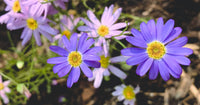 Traditionssorte Swan River Daisy Blumensamen zur Aussaat kompakt Wuchs Traditionssorte & ohne Gentechnik Samen Hausgarten