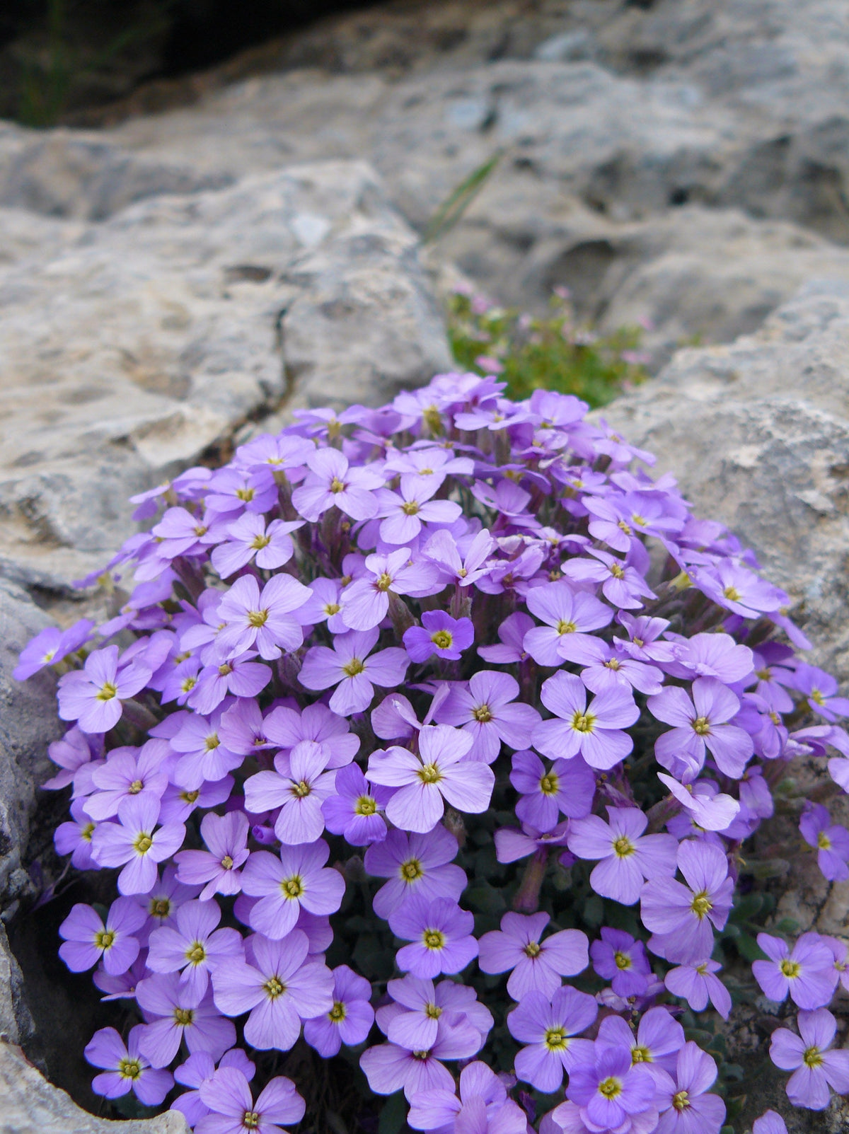 Aubrieta (aubrieta blume) samen for anpflanzung in home garten