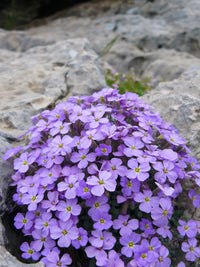 Aubrieta (aubrieta blume) samen for anpflanzung in home garten