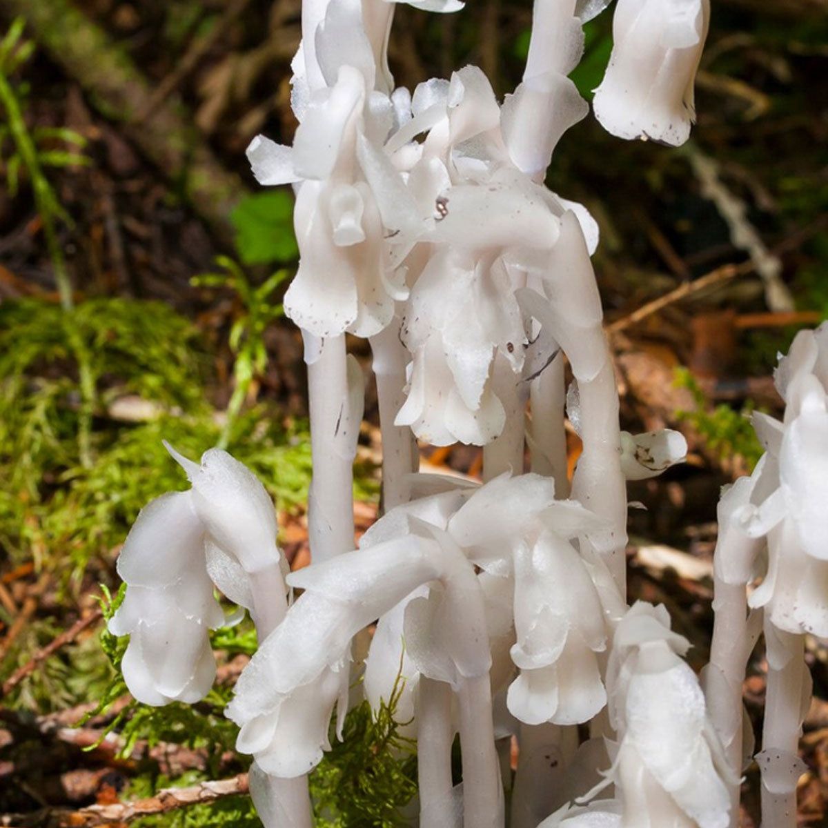 Weiß Monotropa Uniflora Blumensamen zur Aussaat Samen einzigartig und selten Blüten