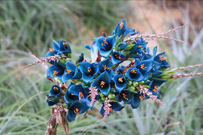 Blau Sapphire Tower Blumensamen zur Aussaat Garten beliebt Traditionssorte & ohne Gentechnik Samen Hausgarten