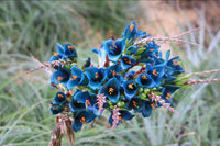 Blau Sapphire Tower Blumensamen zur Aussaat Garten beliebt Traditionssorte & ohne Gentechnik Samen Hausgarten