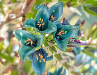 Grün Blau Puya Blumensamen zur Aussaat – leuchtend Blüten – Traditionssorte & ohne Gentechnik Samen Hausgarten