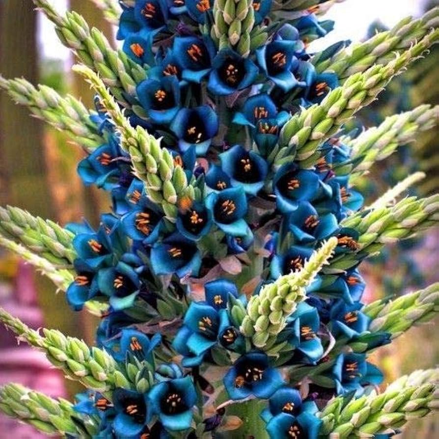 Blau puya alpestris flowering samen for gardens