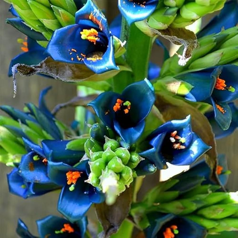 Non gmo puya alpestris samen