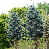 Ornamental puya alpestris samen for landscapes