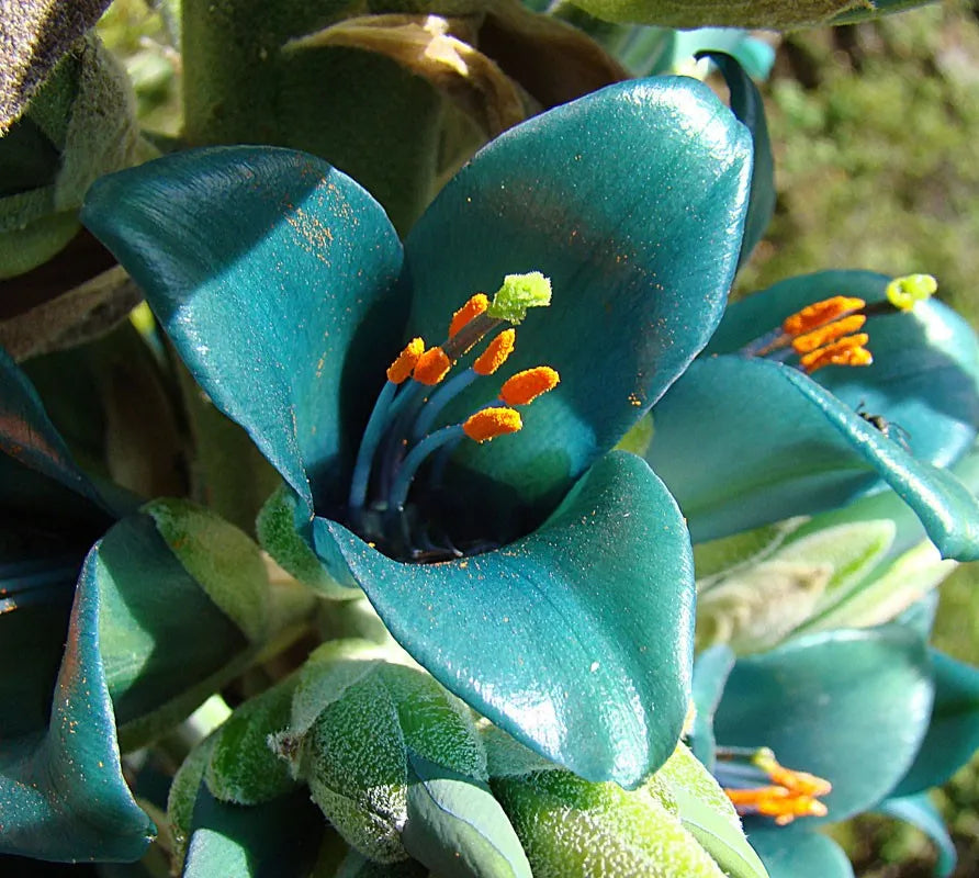 Blau puya alpestris samen for anpflanzung