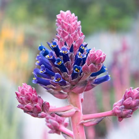 Rosa Blau Puya Blumensamen zur Aussaat – sonnenliebend Traditionssorte & ohne Gentechnik Samen Hausgarten
