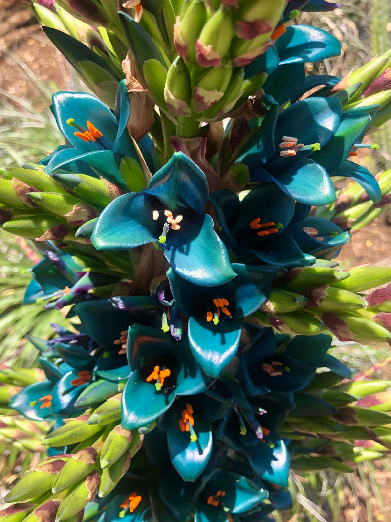 Semi di Puya alpestris blu mare da seminare per esposizioni esotiche in giardino – semi unici per composizioni floreali d’impatto