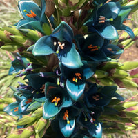 Violett Sapphire Tower Blumensamen zur Aussaat – Drought verträglich – Traditionssorte & ohne Gentechnik Samen Hausgarten
