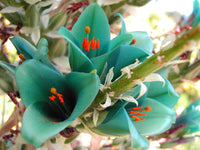 Puya Blumensamen zur Aussaat kompakt Wuchs Traditionssorte & ohne Gentechnik Samen Hausgarten