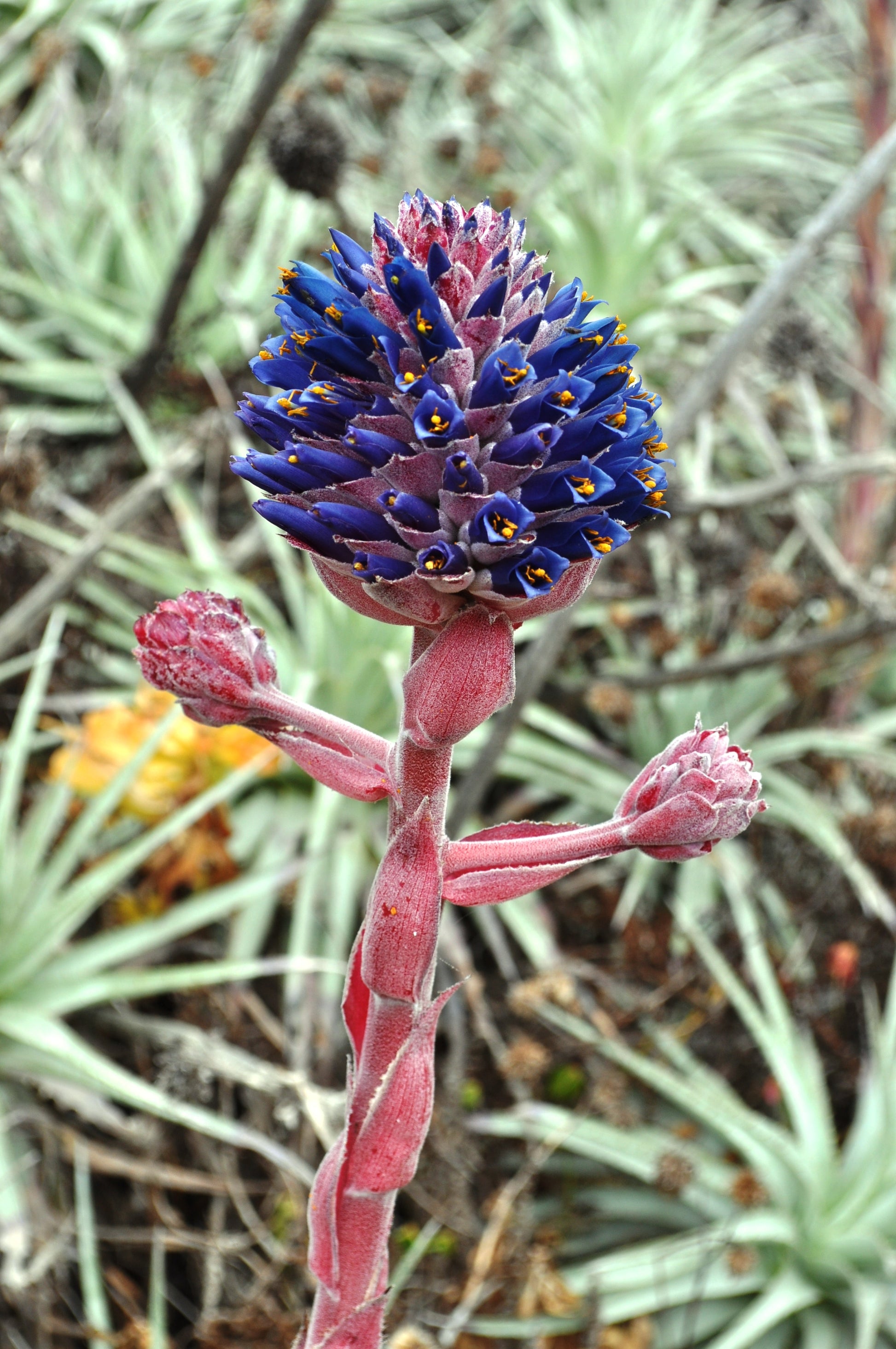 Lila Puya Venusta Blumensamen zur Aussaat – Halbschatten verträglich – Traditionssorte & ohne Gentechnik Samen Hausgarten