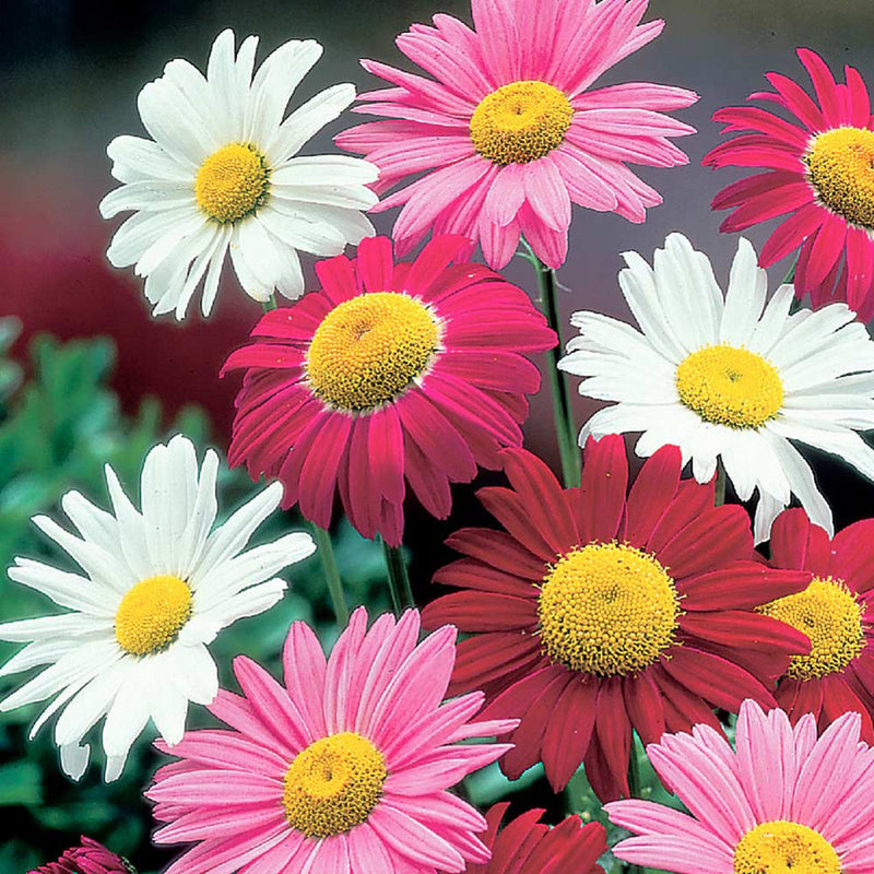 Pyrethrum blume samen for anpflanzung cottage garten essential heirloom & gmo free samen for home garten 
 
 sale samen for home garten anpflanzung