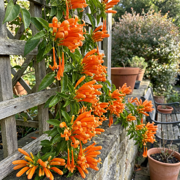 Pyrostegia venusta Samen Kletterpflanze