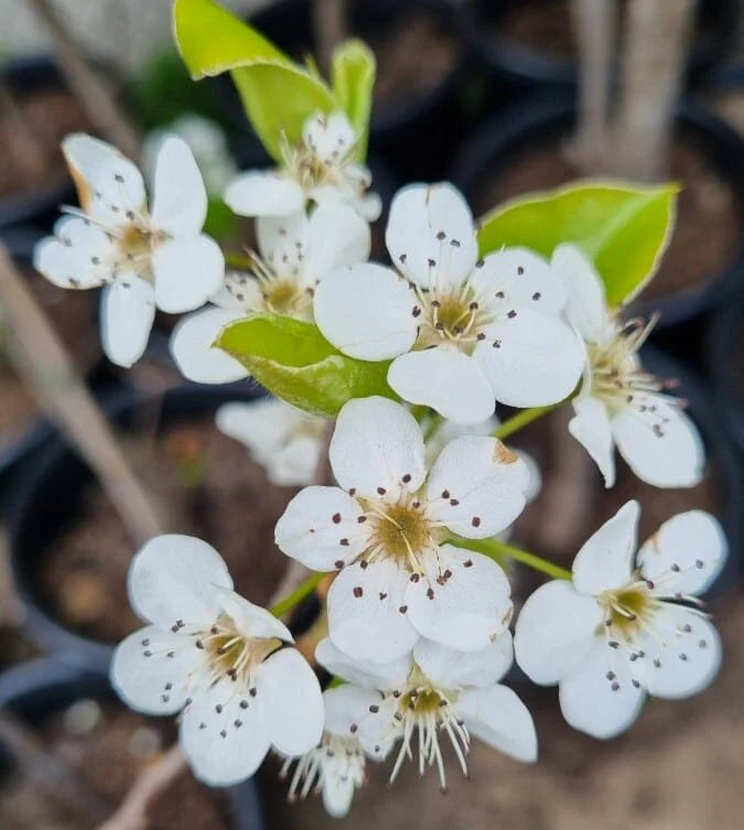 Weiß Calleryana Blumensamen zur Aussaat – Schnitt Blume beliebt – Traditionssorte & ohne Gentechnik Samen Hausgarten