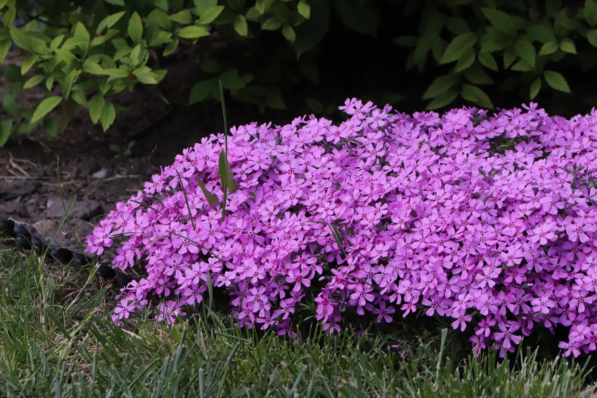 Aubretia Lila Blumensamen zur Aussaat ideal Rabatten Traditionssorte & ohne Gentechnik Samen Hausgarten