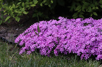 Aubretia Lila Blumensamen zur Aussaat ideal Rabatten Traditionssorte & ohne Gentechnik Samen Hausgarten
