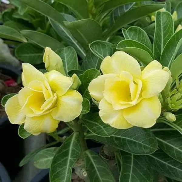 hell Gelb Nelke Blumensamen zur Aussaat Schnitt Blume beliebt Traditionssorte & ohne Gentechnik Samen Hausgarten