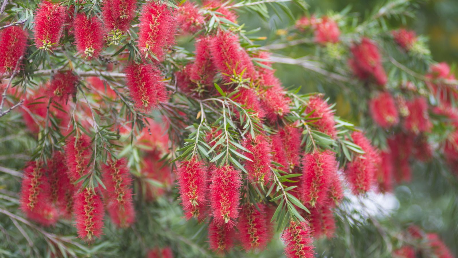 BottleBrush Blumensamen zur Aussaat kompakt Wuchs Traditionssorte & ohne Gentechnik Samen Hausgarten