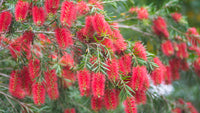 BottleBrush Blumensamen zur Aussaat kompakt Wuchs Traditionssorte & ohne Gentechnik Samen Hausgarten