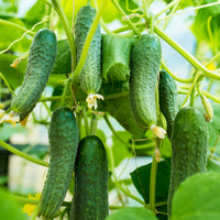 Cucumber Lyalyuk Little Mini Pickling Samen - Ideal for für den Hausgarten and Garden Growing