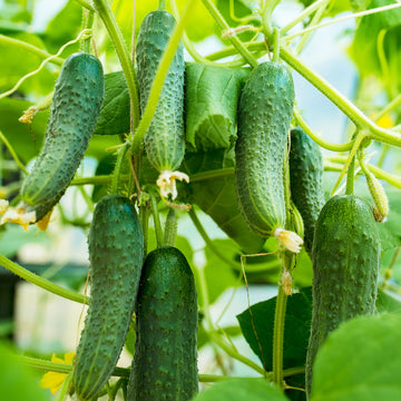 Cucumber Lyalyuk Little Mini Pickling Samen - Ideal for für den Hausgarten and Garden Growing