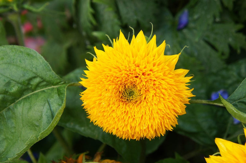 Teddy Bear Sonnenblume Samen zur Aussaat Landhaus Garten wichtig Traditionssorte & ohne Gentechnik Samen Hausgarten