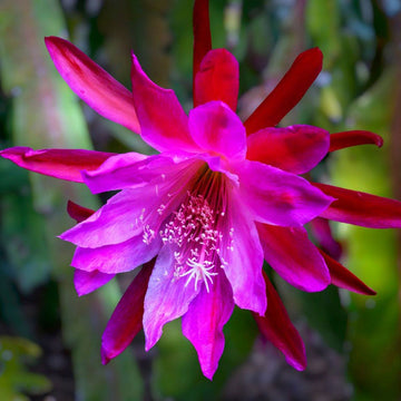 Traditionssorte Epiphyllum Blumensamen zur Aussaat Drought verträglich Traditionssorte & ohne Gentechnik Samen Hausgarten