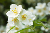 Weiß Philadelphus Coronarius Samen zur Aussaat – duftend Mock Orange Blüten