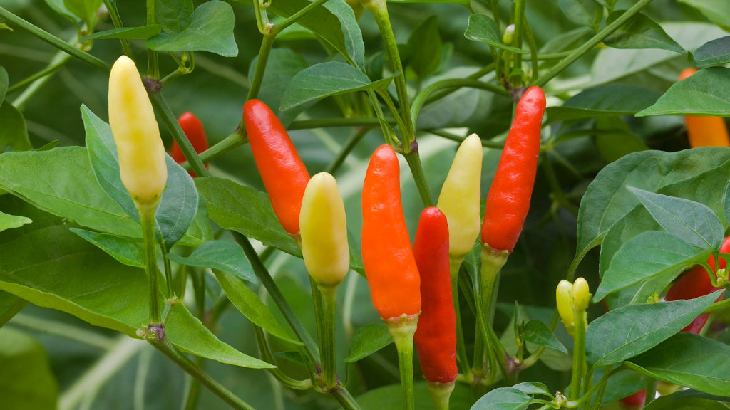 Rot & Gelb Tabasco Pepper Samen for Gemüse Gardens