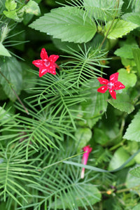 Rot Cypress Blumensamen zur Aussaat – lang Blüte Saison – Traditionssorte & ohne Gentechnik Samen Hausgarten