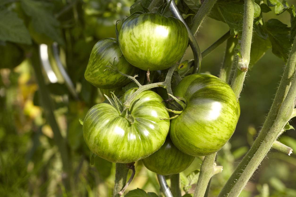 Tomate Cebra Samen for Home Gardening