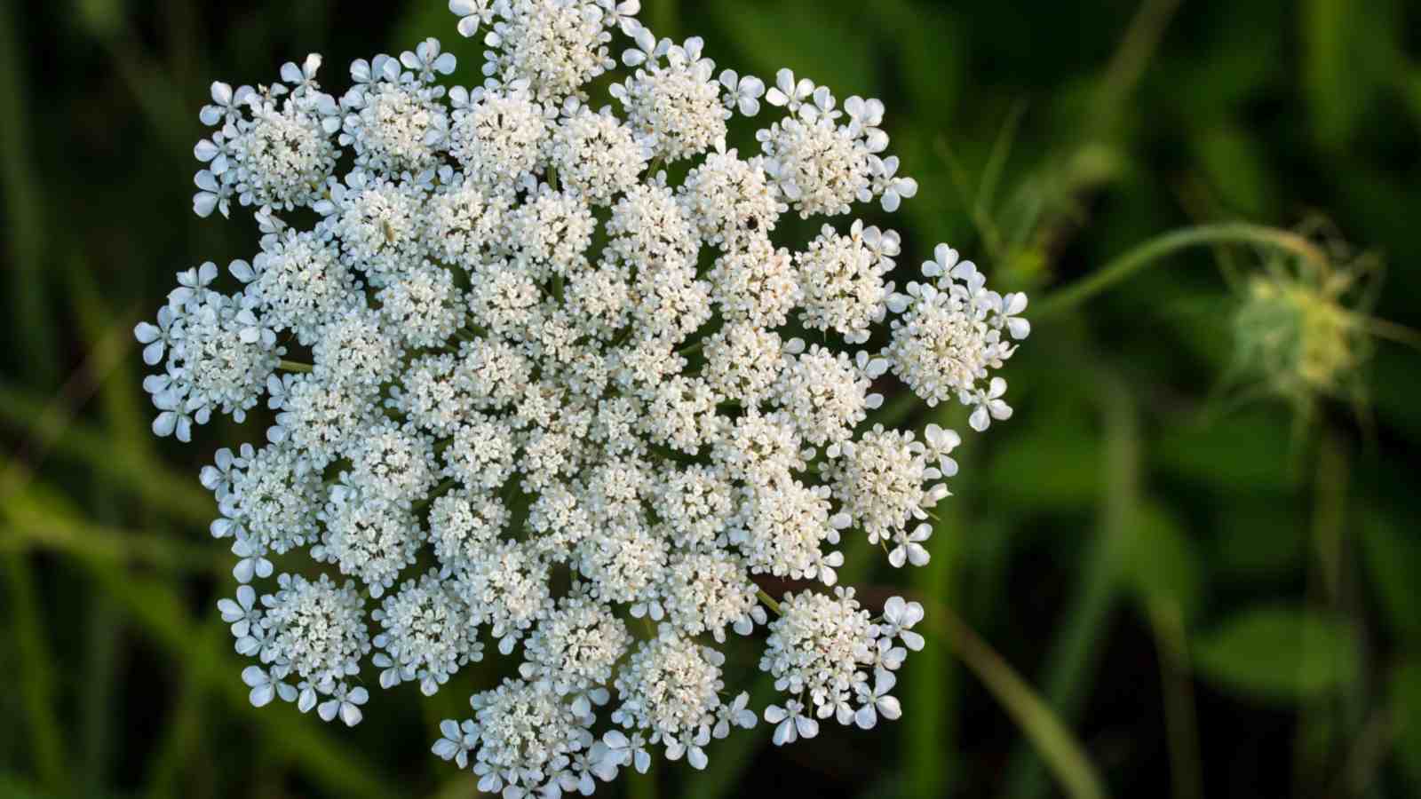 Queen Anne's Lace Weiß Blumensamen zur Aussaat – Landhaus Garten wichtig – Traditionssorte & ohne Gentechnik Samen Hausgarten