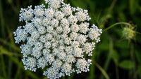 Queen Anne's Lace Weiß Blumensamen zur Aussaat – Landhaus Garten wichtig – Traditionssorte & ohne Gentechnik Samen Hausgarten