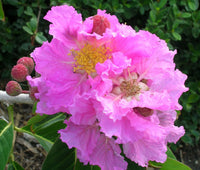 Crepe Myrtle Blumensamen zur Aussaat – hochwertige Qualitäts- – Traditionssorte & ohne Gentechnik Samen Hausgarten