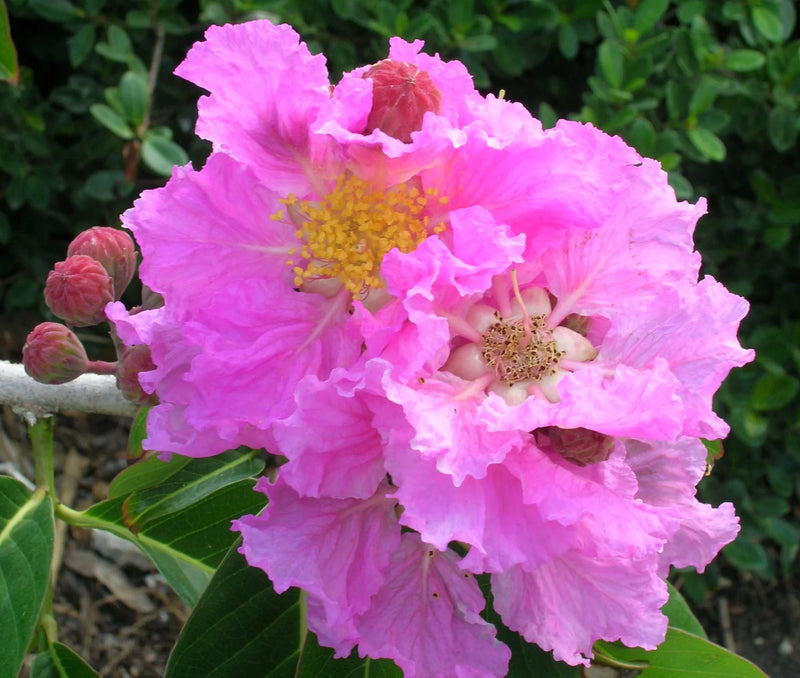 Gemischt Crape Myrtle Samen zur Aussaat