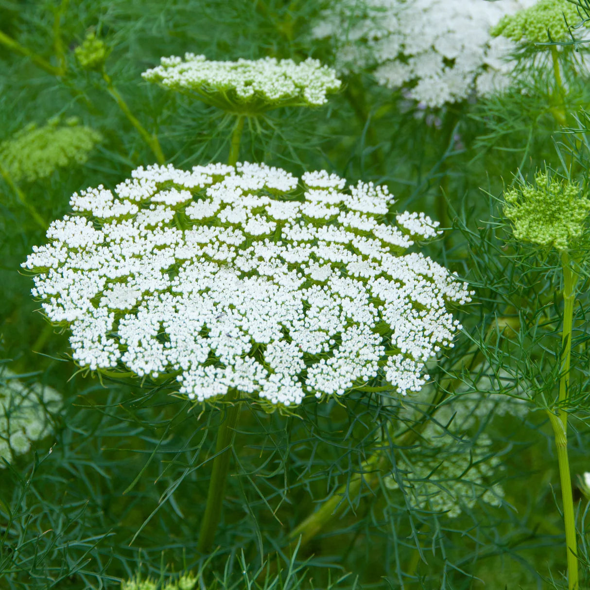 Daucus Carrot Blumensamen zur Aussaat kompakt Wuchs Traditionssorte & ohne Gentechnik Samen Hausgarten