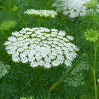 Daucus Carrot Blumensamen zur Aussaat kompakt Wuchs Traditionssorte & ohne Gentechnik Samen Hausgarten