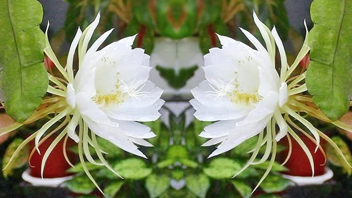 Cereus Blumensamen zur Aussaat – ideal Rabatten – Traditionssorte & ohne Gentechnik Samen Hausgarten