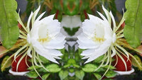Cereus Blumensamen zur Aussaat – ideal Rabatten – Traditionssorte & ohne Gentechnik Samen Hausgarten