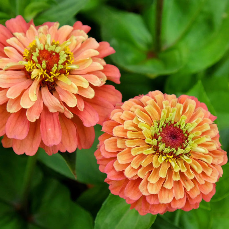 Zinnie Blumensamen Lime Orange Aussaat