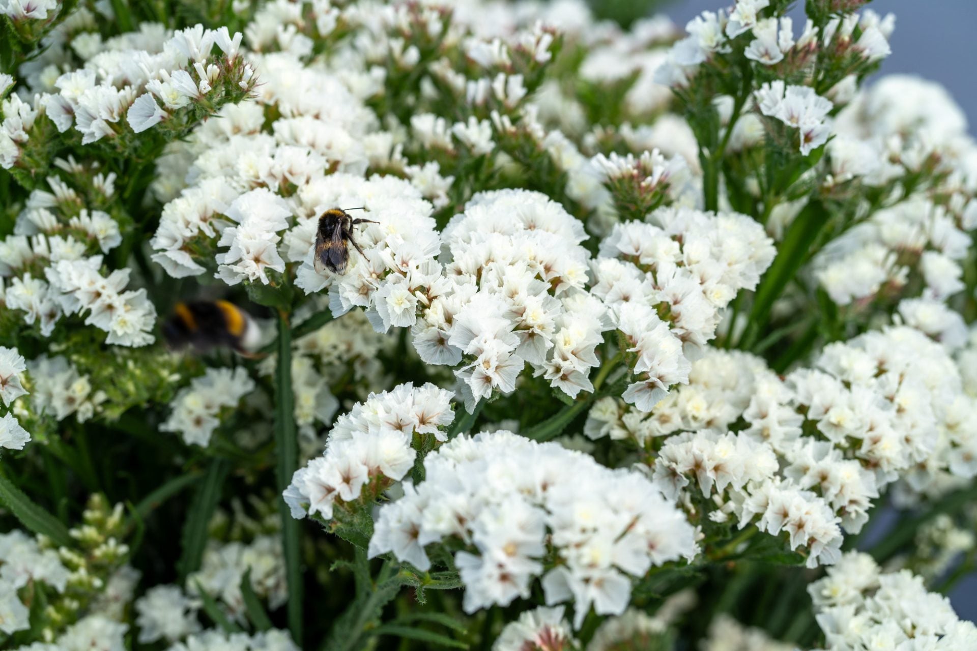 Limonium Sinuatum Iceberg Blumensamen zur Aussaat kompakt Wuchs Traditionssorte & ohne Gentechnik Samen Hausgarten